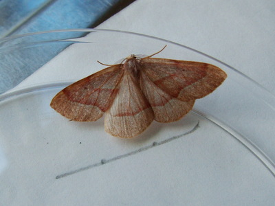 Barred Red